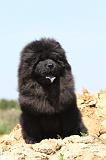 CHOW CHOW 180